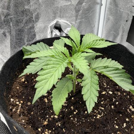 Arctic Flurry by Exotic Seed