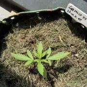 Lemon Haze by Barneys Farm
