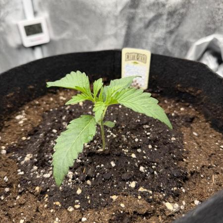 Arctic Flurry by Exotic Seed