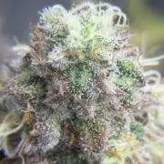 Arctic Flurry by Exotic Seed