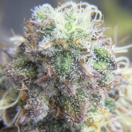 Arctic Flurry by Exotic Seed