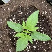 Eternity Grow Cup 2026 - Sticky Broccoli