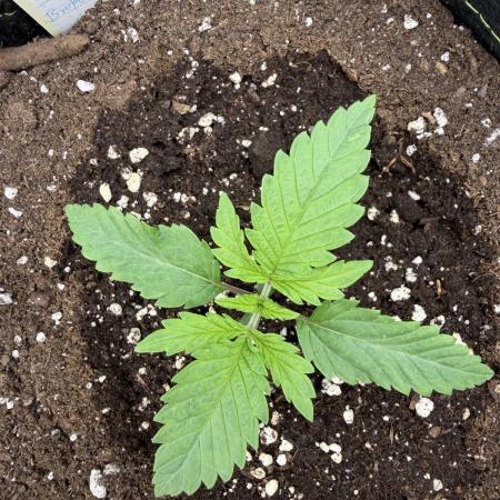 Eternity Grow Cup 2026 - Sticky Broccoli