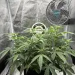 Lemon Cherry Cookies Auto