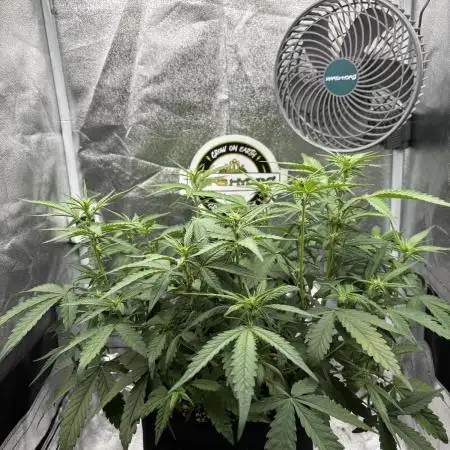 Lemon Cherry Cookies Auto