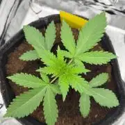 Papaya Spritzer by Sensi Seeds