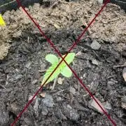 Purple Lemonade Auto