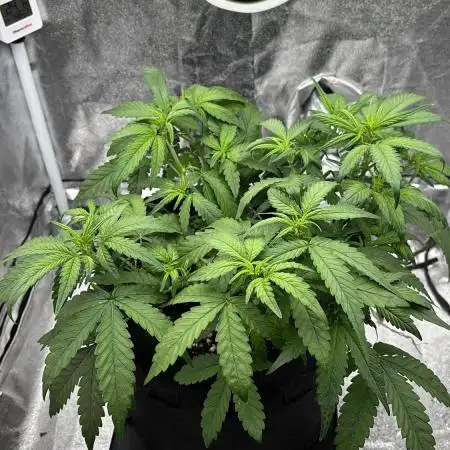 Lemon Cherry Cookies Auto