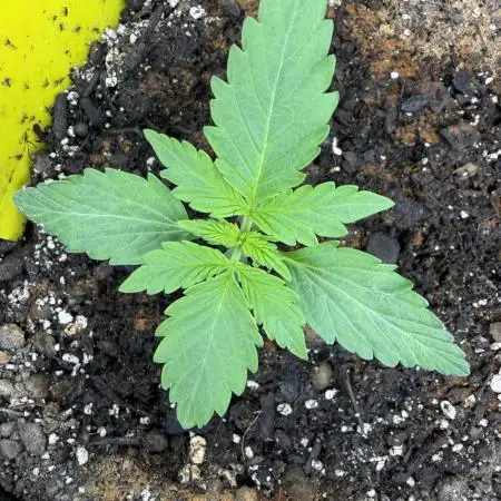Sour Diesel by Barneys Farm