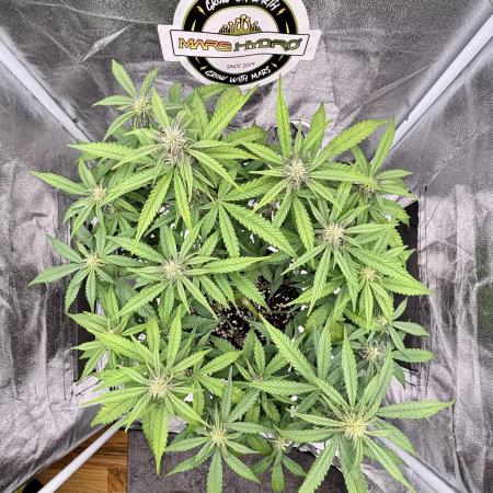 Lemon Cherry Cookies Auto