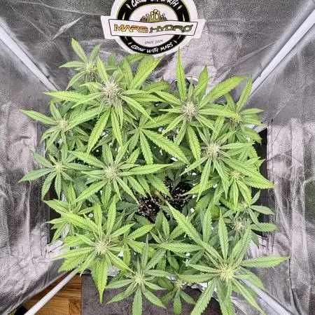 Lemon Cherry Cookies Auto