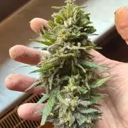 Sour Diesel by Barneys Farm