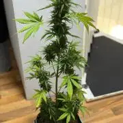 Sour Diesel by Barneys Farm