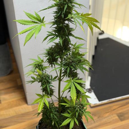 Sour Diesel by Barneys Farm
