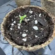 Blueberry by Dutch Passion