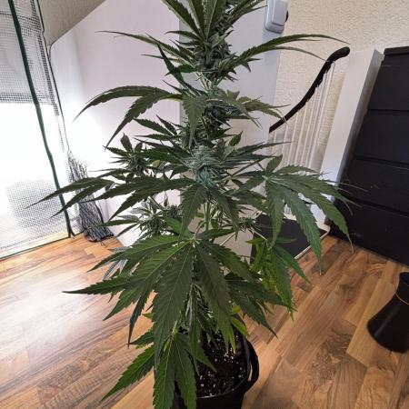 Hyperion F1 + Critical Kush