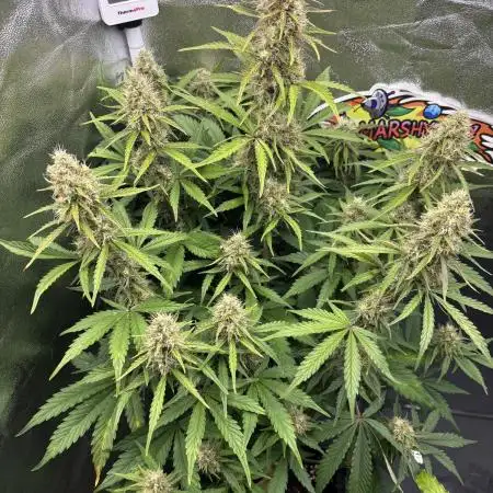 Gorilla Cookies Auto