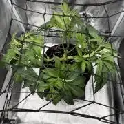 Arctic Flurry by Exotic Seed