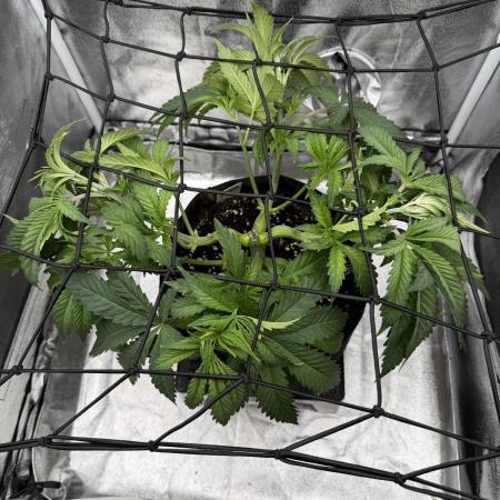 Arctic Flurry by Exotic Seed