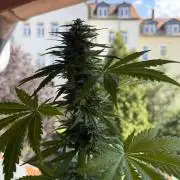 Sour Diesel by Barneys Farm