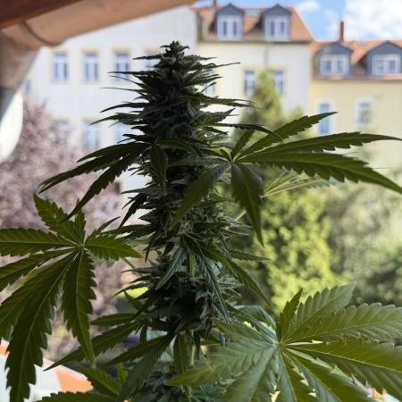 Sour Diesel by Barneys Farm