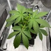 Papaya Spritzer by Sensi Seeds