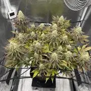 Arctic Flurry by Exotic Seed