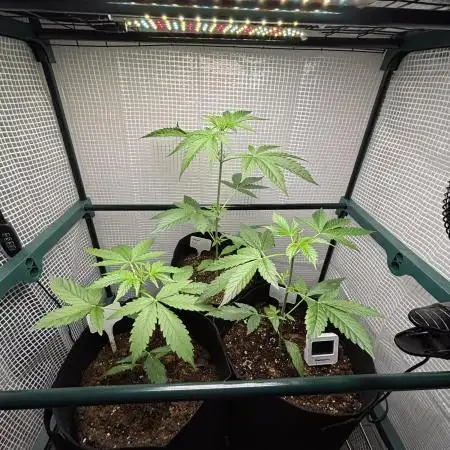 Hyperion F1 + Critical Kush