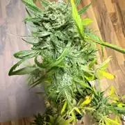Lemon Haze by Barneys Farm