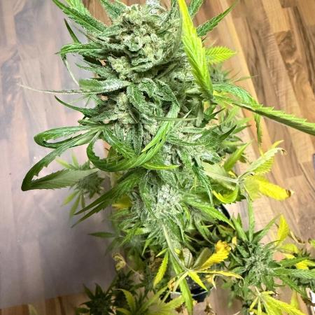 Lemon Haze by Barneys Farm