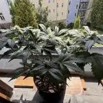 Auto Moon Rocks - Competition Vol.2