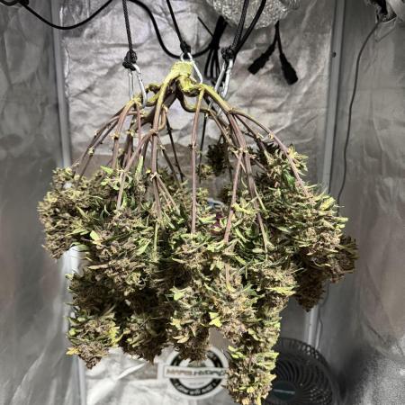 Lemon Cherry Cookies Auto