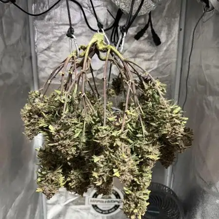 Lemon Cherry Cookies Auto