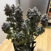 Blueberry by Dutch Passion