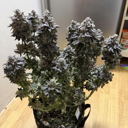 Blueberry by Dutch Passion