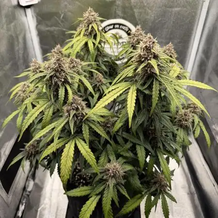 Lemon Cherry Cookies Auto