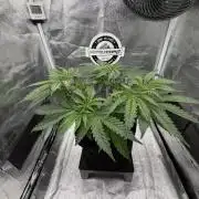 Arctic Flurry by Exotic Seed