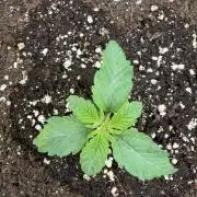 Blueberry by Dutch Passion