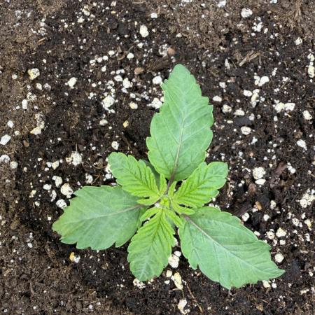 Blueberry by Dutch Passion