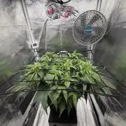 Arctic Flurry by Exotic Seed