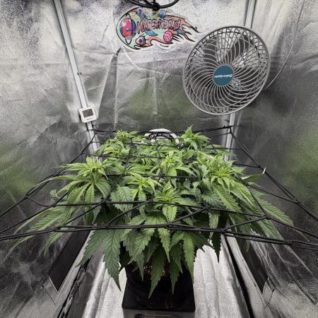 Arctic Flurry by Exotic Seed