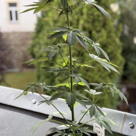 Sour Diesel by Barneys Farm