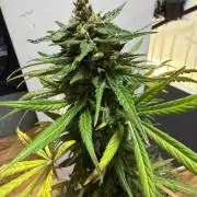 Sour Diesel by Barneys Farm
