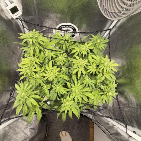 Arctic Flurry by Exotic Seed