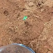 Guava Sundae Auto