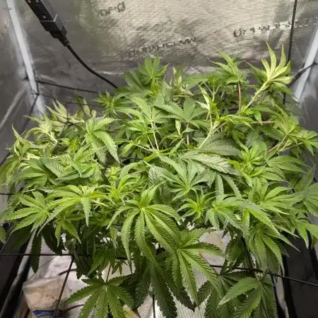 1st Hydroponic Grow FrostedGelato 41