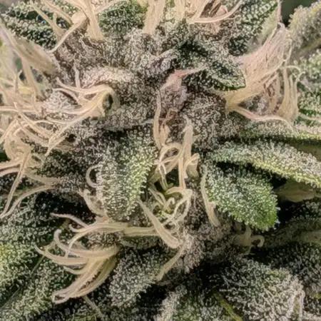 1st Hydroponic Grow FrostedGelato 41
