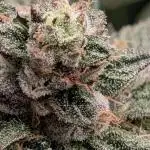 1st Hydroponic Grow FrostedGelato 41