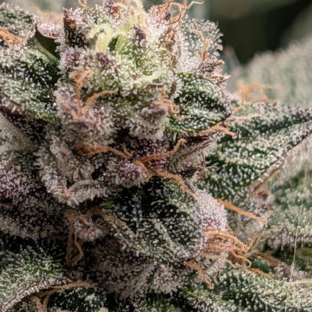 1st Hydroponic Grow FrostedGelato 41