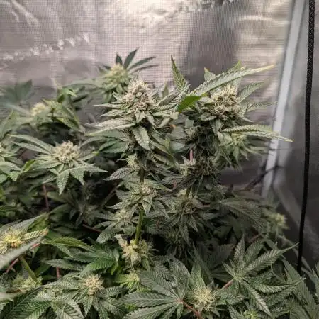 1st Hydroponic Grow FrostedGelato 41